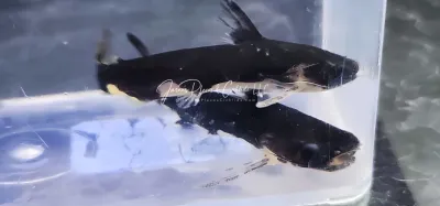 Ninja Woodcat - (Centromochlus orca)
