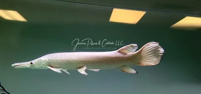 Platinum Alligator Gar - (Atractosteus spatula)