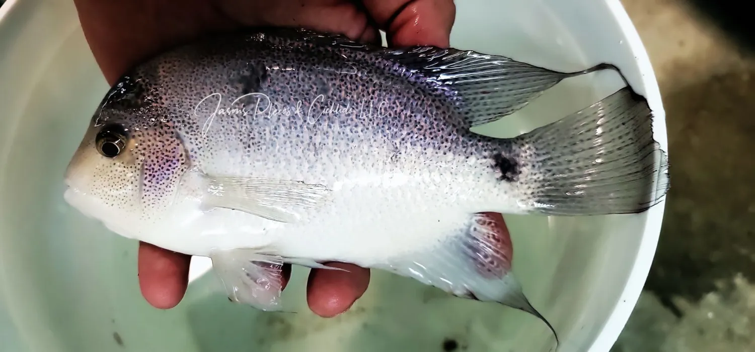 Silver Cichlid - (Vieja argentea)