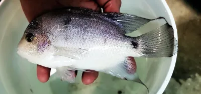 Silver Cichlid - (Vieja argentea)