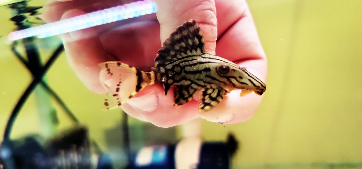 L330 Watermelon Pleco - (Panaque nigrolineatus laurafabianae)