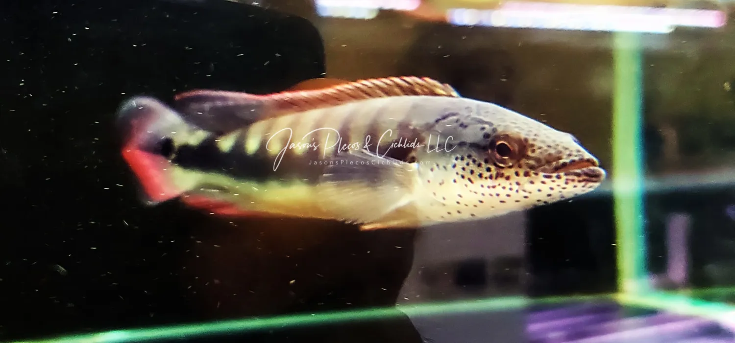 Lenticulata Pike Cichlid - (Lugabria lenticulata)
