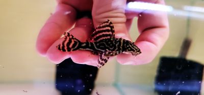 L129 Colombian Zebra Pleco - (Hypancistrus debilittera)