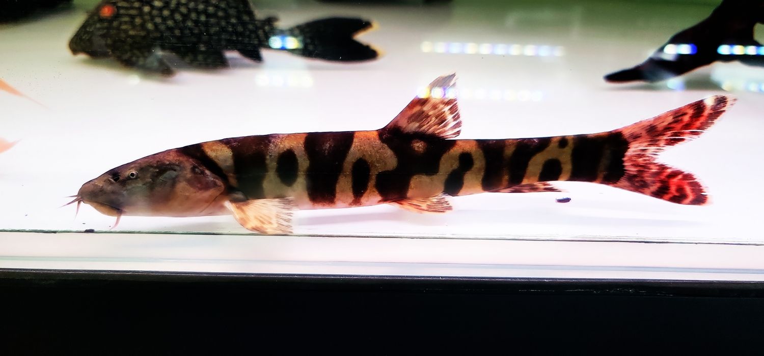 Imperial Flower Loach For Sale Online (Leptobotia elongata)