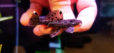 L264 Sultan Pleco - (Leporacanthicus joselimai)