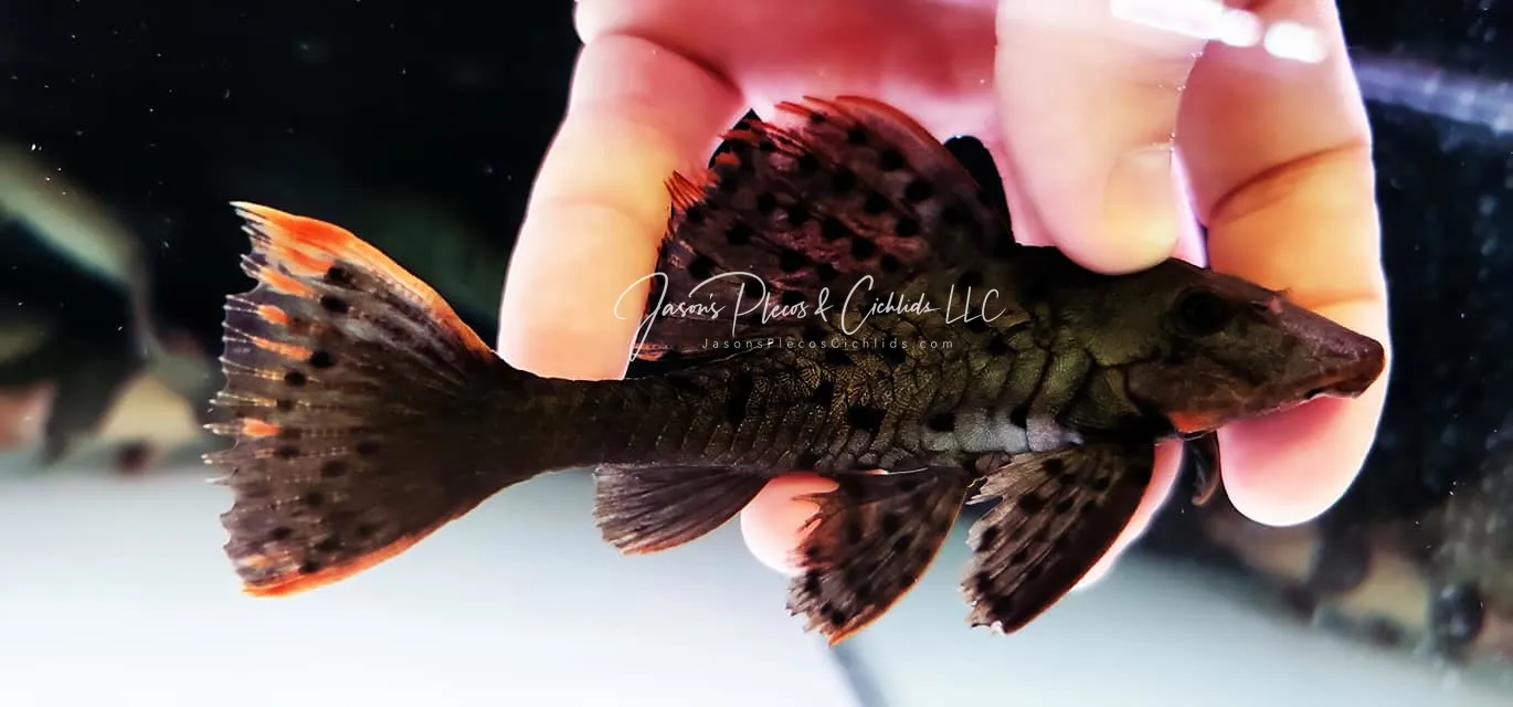 L095 Orange Cheek Pinecone Pleco - (Pseudorinelepis sp.)