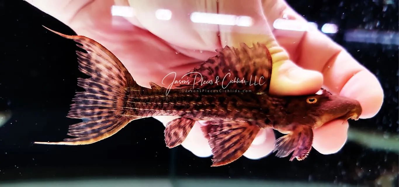 L079 Slender Cactus Pleco - (Pseudacanthicus sp.)