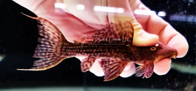 L079 Slender Cactus Pleco - (Pseudacanthicus sp.)