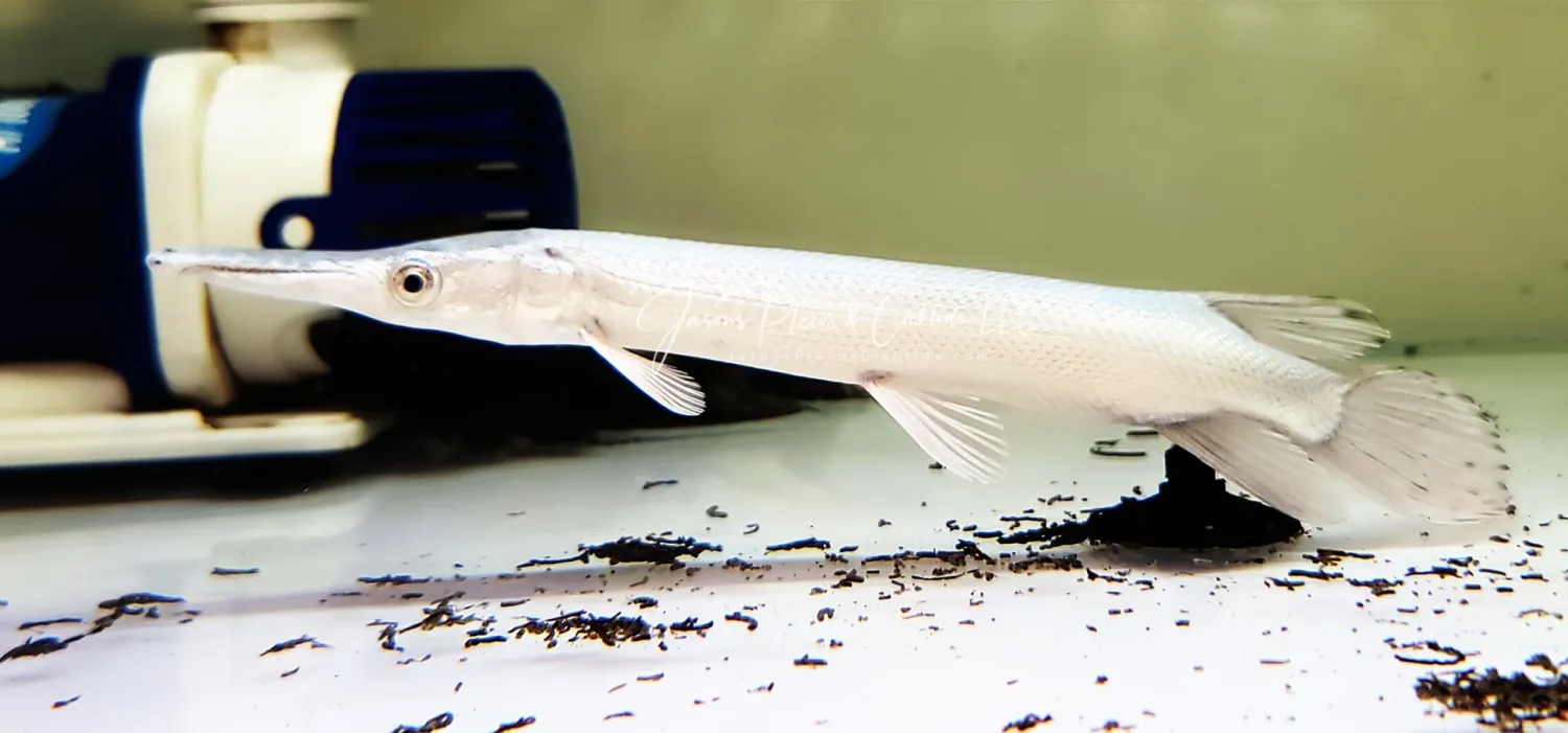 Platinum Alligator Gar - (Atractosteus spatula)