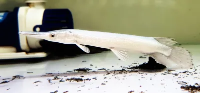Platinum Alligator Gar - (Atractosteus spatula)