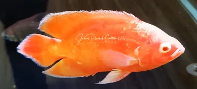 Super Red Oscar - (Astronotus ocellatus)