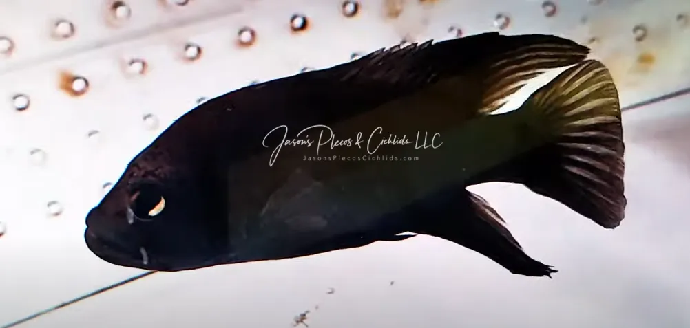 Polleni Cichlid/Starry Night Cichlid - (Paratilapia polleni)