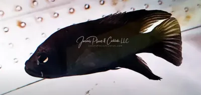 Polleni Cichlid/Starry Night Cichlid - (Paratilapia polleni)