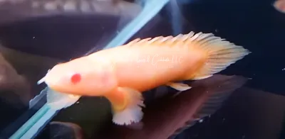 Albino Shortbody Senegal Bichir - (Polypterus senegalus)