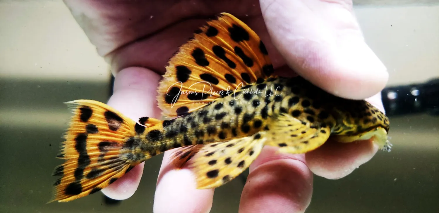 L091 Three Beacon/Redfin Blackspot - (Leporacanthicus triactis) Flame Demon