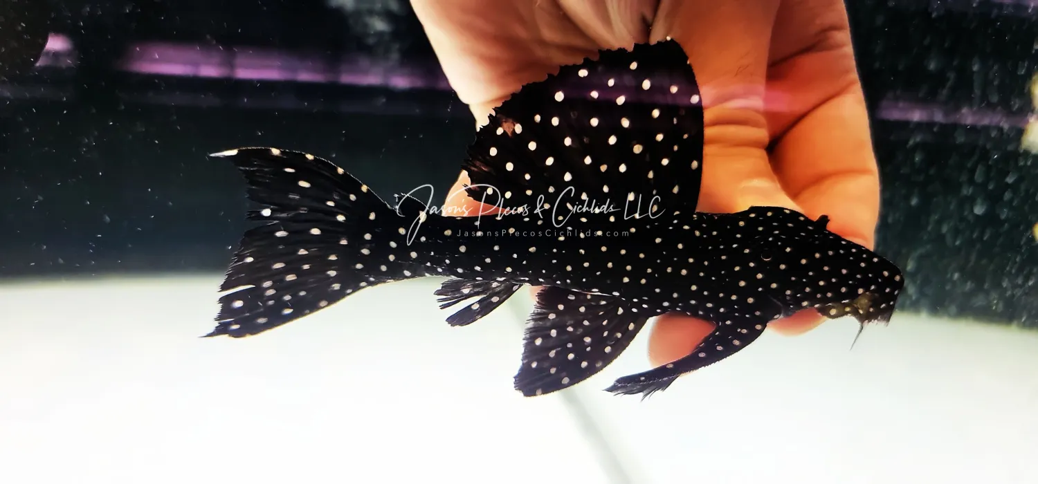 L240 Vampire Pleco For Sale Online (Leporacanthicus galaxias)