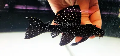 L240 Black Saum Vampire Pleco - (Leporacanthicus cf. galaxias)