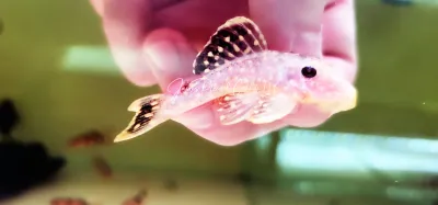 L018 Xanthic Gold Nugget Pleco - (Baryancistrus xanthellus)