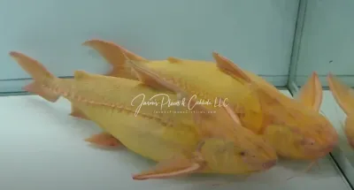 Albino Granulated Catfish - (Pterodoras granulosus)
