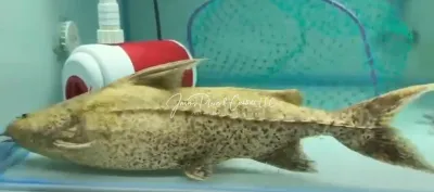 Color Morph Granulated Catfish - (Pterodoras granulosus)