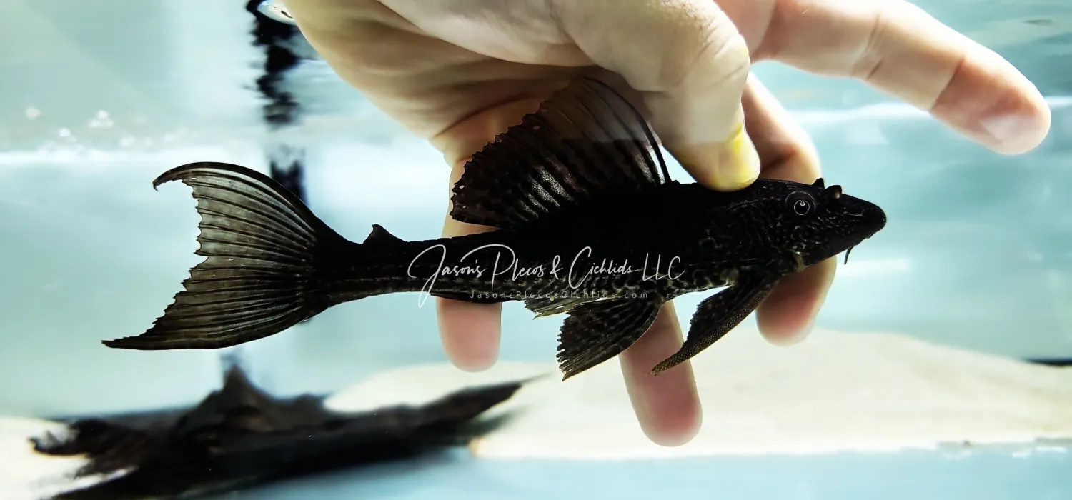 L023 Common Pleco - (Pterygoplichthys pardalis)
