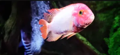 Pink Fenestratus Cichlid - (Vieja Fenestratus)