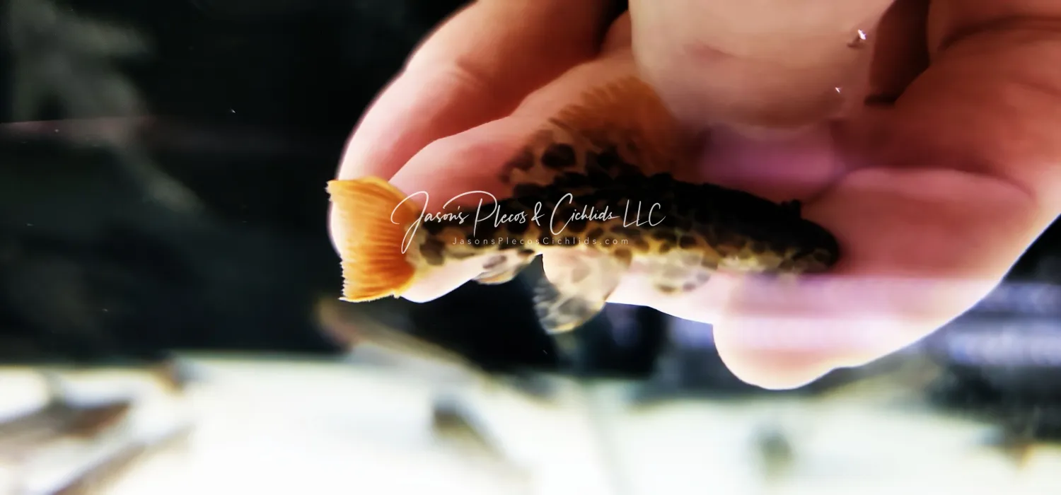 L600 Leopard Cactus Pleco - (Pseudacanthicus leopardus)