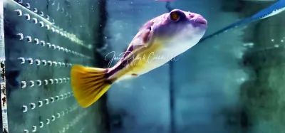 Fahaka Puffer - (Tetraodon lineatus)
