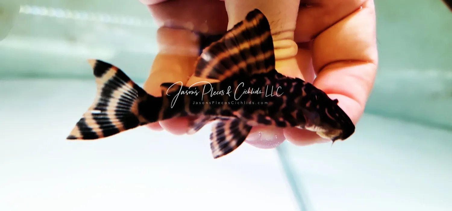L390 Giraffe Pleco - (Hypostomus peckoltoides)
