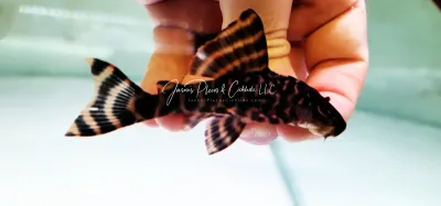 L390 Giraffe Pleco - (Hypostomus peckoltoides)