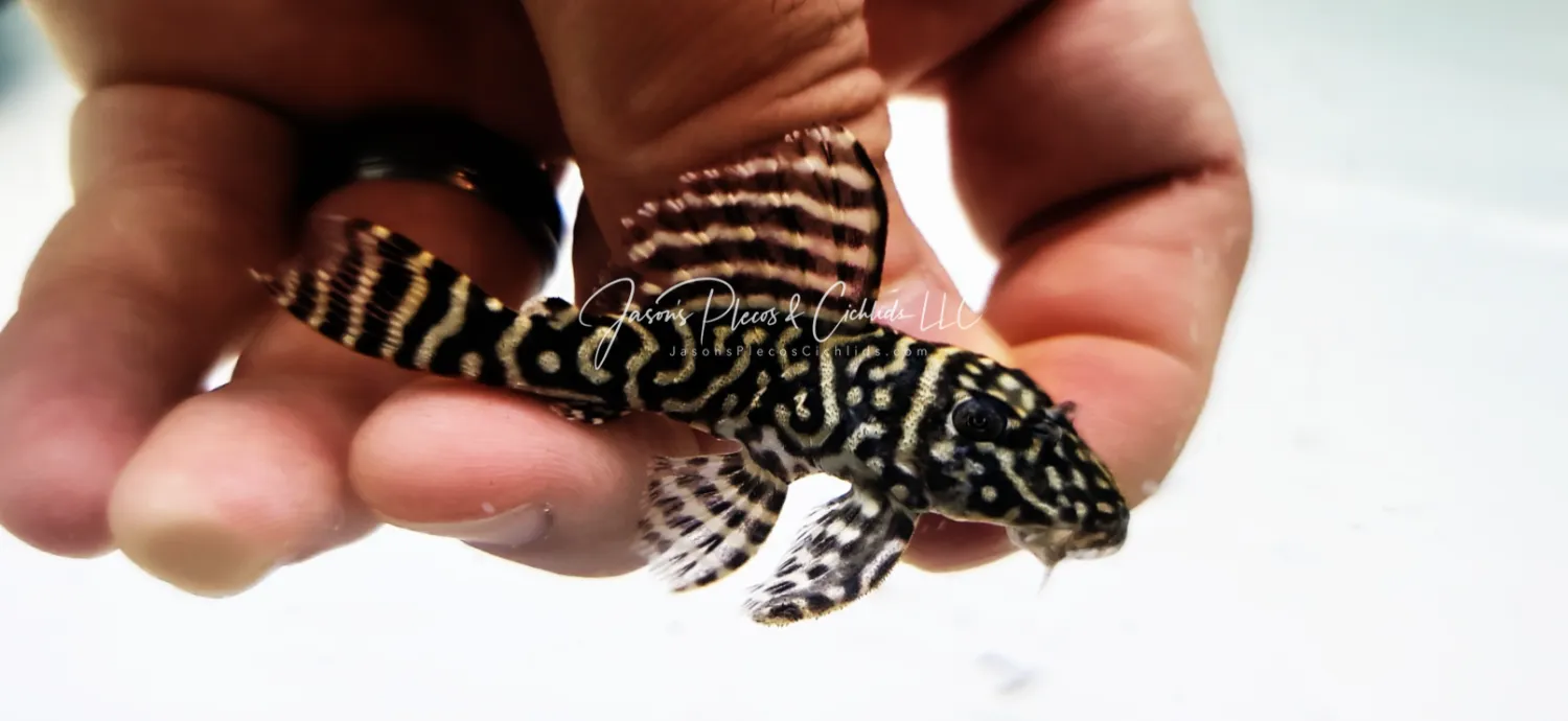 L340 Mega Clown Pleco - (Hypancistrus sp.)