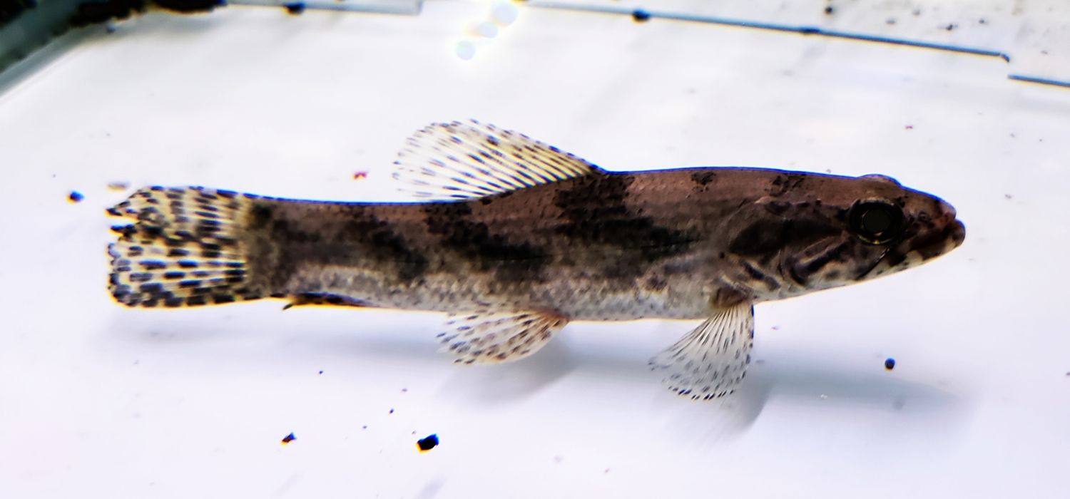 Wolf Fish - (Hoplias aimara)