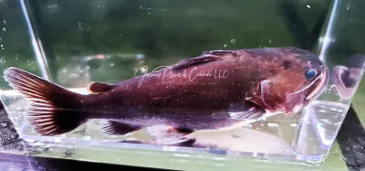 Gulper Catfish - (Asterophysus batrachus)