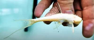 Polka Dot Lyre Tail Pleco - (Acanthicus adonis) Albino