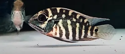 True Parrot Cichlid - (Hoplarchus psittacus)
