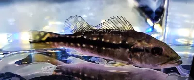 Fogo Peacock Bass - (Cichla Marinae)