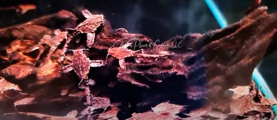 Banjo Catfish - (Bunocephalus coracoideus)