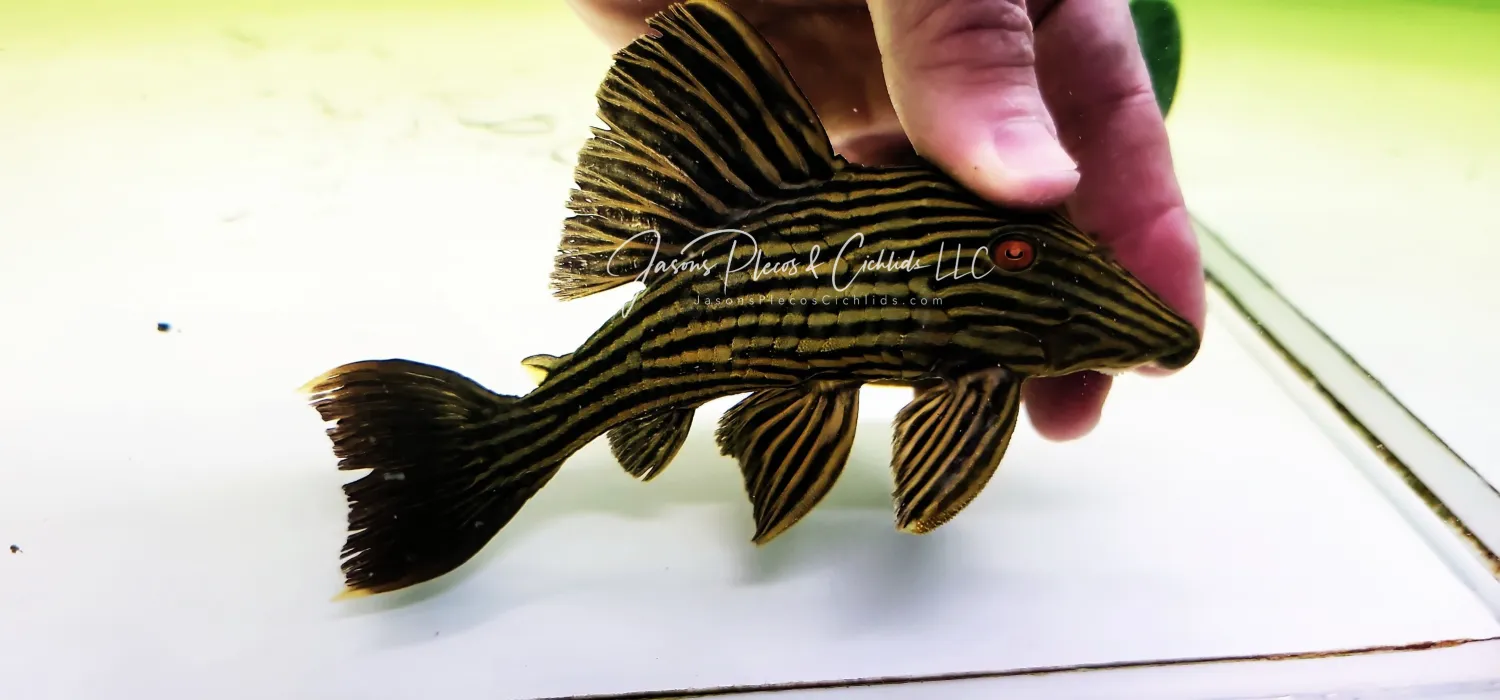 L027 Goldline Royal Pleco - (Panaque cf. armbrusteri)