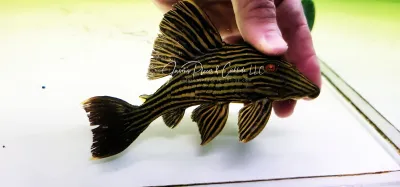 L027 Goldline Royal Pleco - (Panaque cf. armbrusteri)