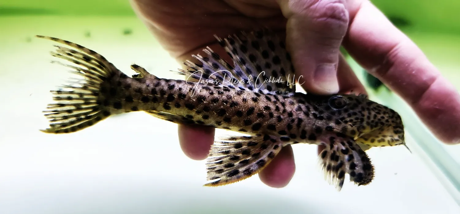 Golden Vampire Pleco - (Leporacanthicus heterodon)