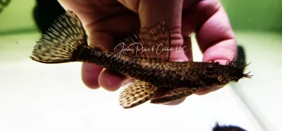 Ancistrus Damasceni