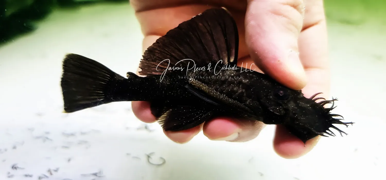 L183 Starlight Bristlenose Pleco For Sale Online (Ancistrus