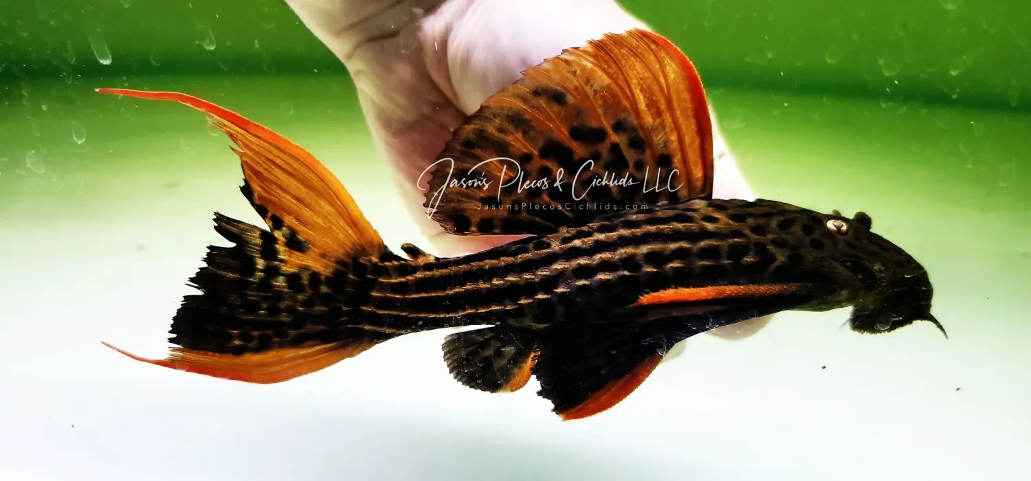 L025 Scarlet Cactus Pleco - (Pseudacanthicus pirarara) 7 Pointer