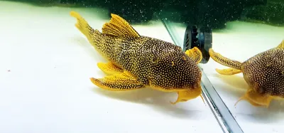 L014 Sunshine Pleco/Goldie Pleco - (Scobinancistrus aureatus)