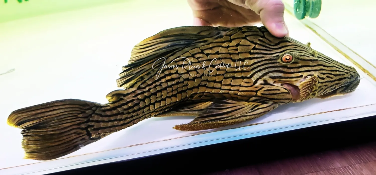 L027 Tocantins ‘Woodgrain’ Royal Pleco - (Panaque armbrusteri)