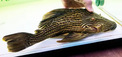 L027 Tocantins ‘Woodgrain’ Royal Pleco - (Panaque armbrusteri)