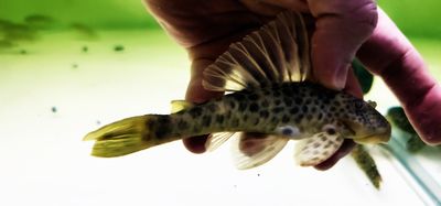 L013 Gainsboro Pleco - (Ancistomus feldbergae)