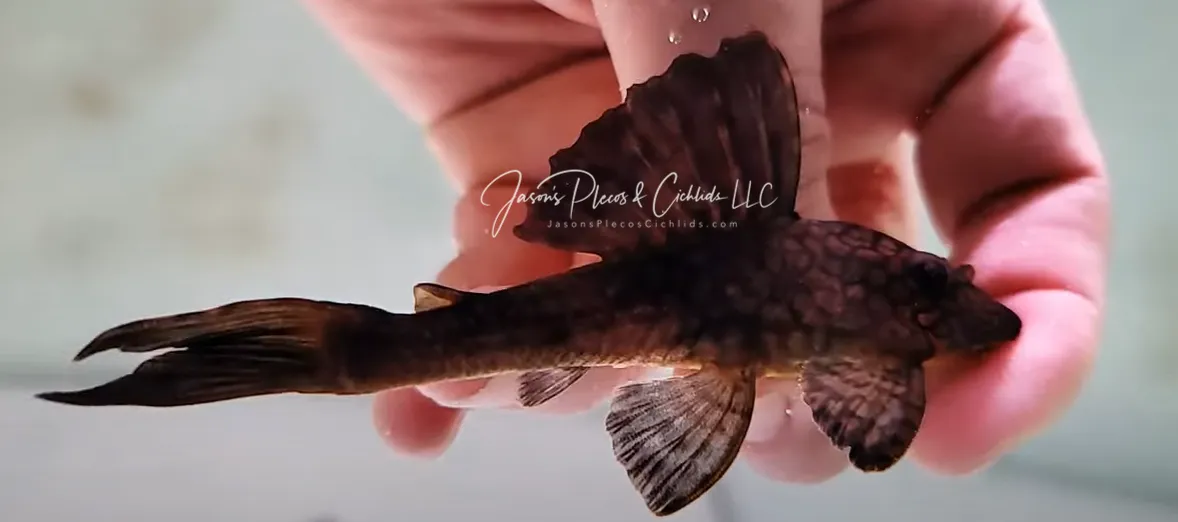 L037 Honeycomb Pleco - (Hypostomus faveolus)