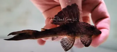 L037 Honeycomb Pleco - (Hypostomus faveolus)