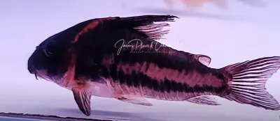 Super Parallelus Cory - Corydoras (lineage 9) sp. (Cw127)